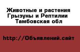 Животные и растения Грызуны и Рептилии. Тамбовская обл.